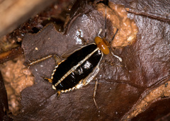 Euphyllodromia angustata