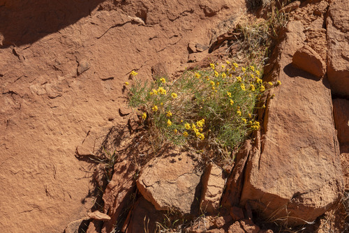 Thymophylla pentachaeta