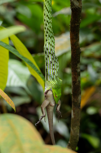 Oriental Whipsnake