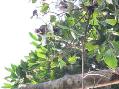 Pyrilia haematotis