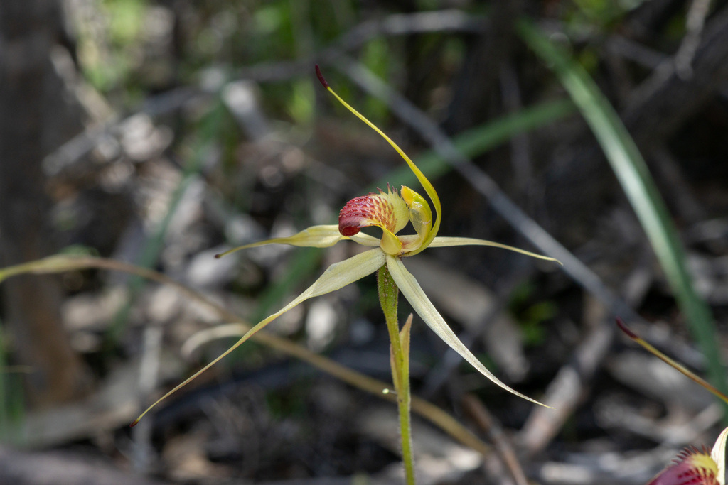 Caladenia saxatilis