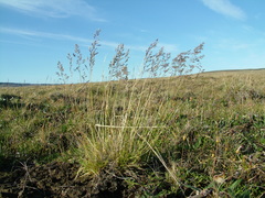 Deschampsia cespitosa glauca