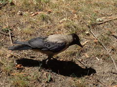 Corvus cornix