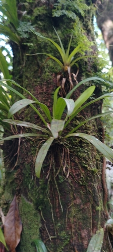 Dracula pusilla (Rchb.f.) Luer 3