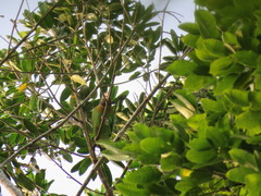 Pyrilia haematotis