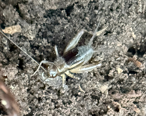 Carolina Ground Cricket photo 4
