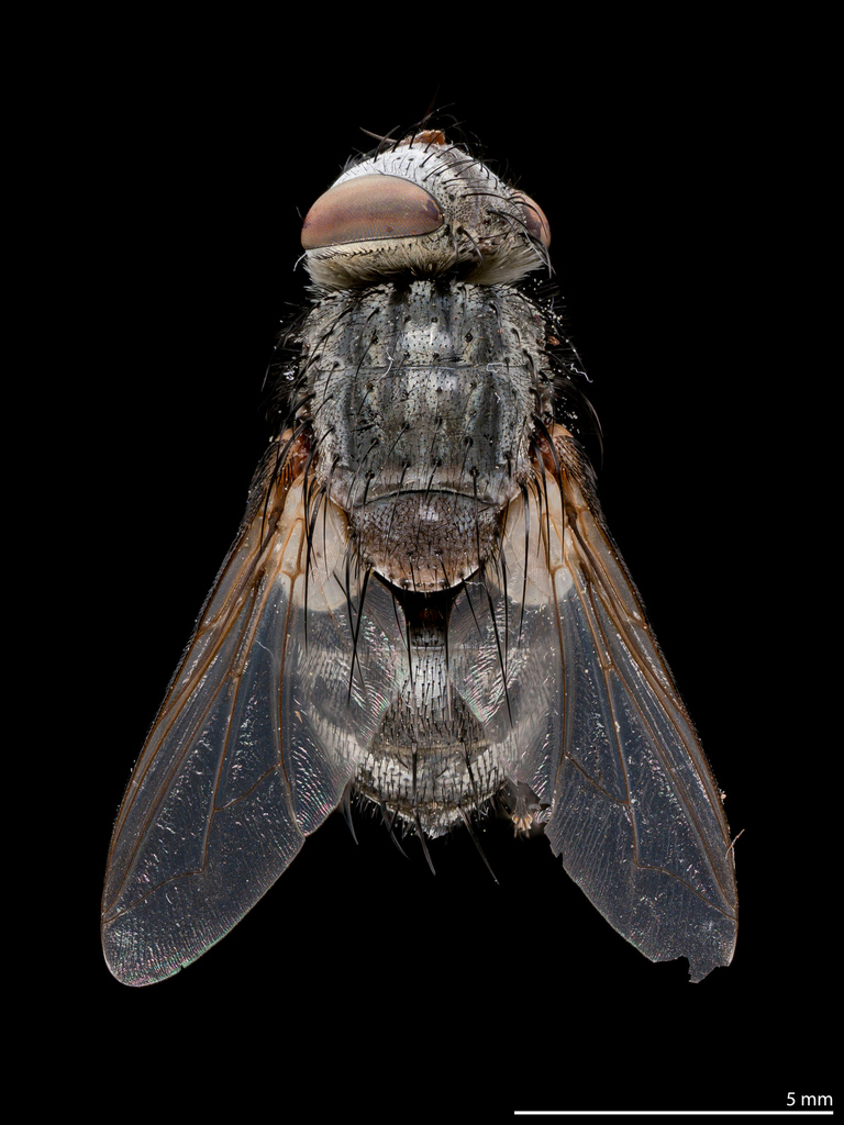 Eucnephalia