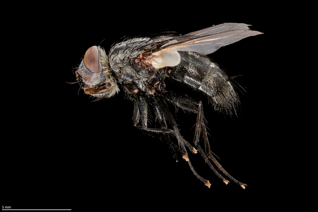 Eucnephalia gonoides