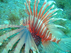 Pterois russelii