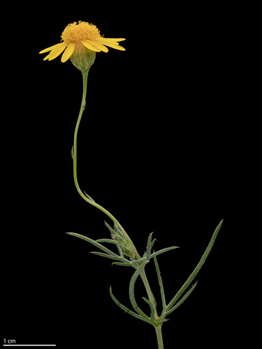 Thymophylla pentachaeta