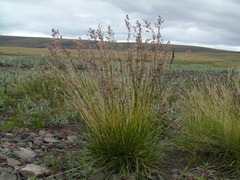 Deschampsia cespitosa glauca