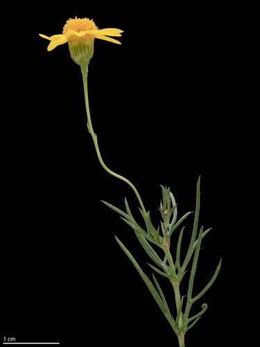 Thymophylla pentachaeta