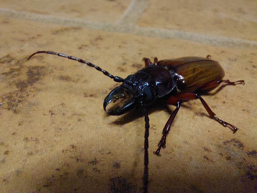 Archetypus longicornis
