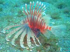 Pterois russelii