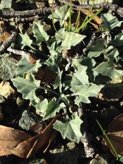 Calystegia collina venusta