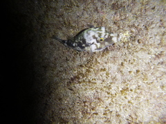 Canthigaster capistrata