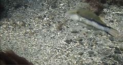 Canthigaster capistrata