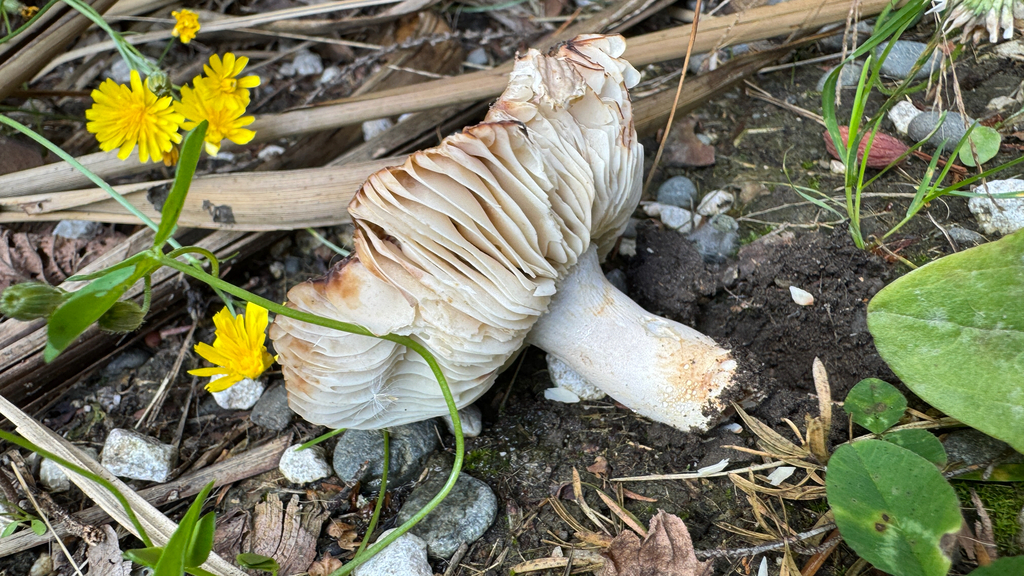 Russula amoenolens · January 2026 · photo: © frankashwood (iNaturalist, cc-by)