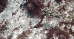 Sphoeroides marmoratus