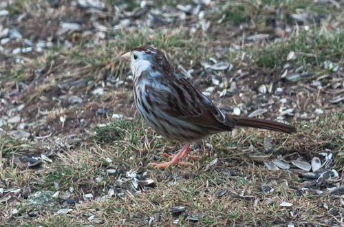 Song Sparrow photographed in Pennsylvania