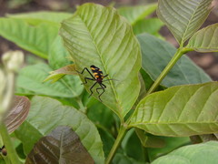 Oncopeltus famelicus