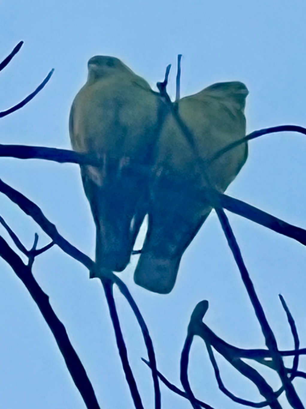 Yellow-footed Green Pigeon (Treron phoenicopterus), photo 2