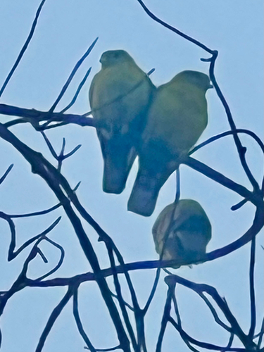 Yellow-footed Green Pigeon (Treron phoenicopterus)
