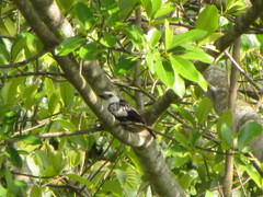 Lybius leucocephalus