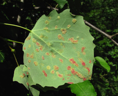 Aceria varia