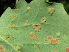 Aceria varia