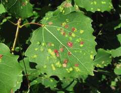 Aceria varia