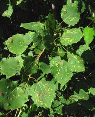 Aceria varia