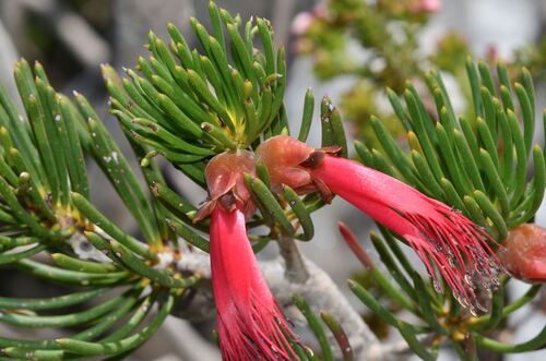 Barrens Clawflower (Melaleuca valida)