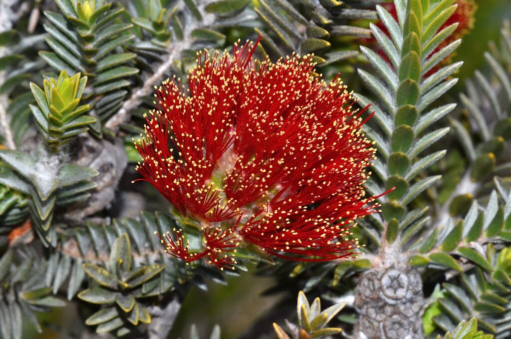 Melaleuca velutina; photograph (c) James (Jim) Duggan, some rights reserved (CC BY-SA)