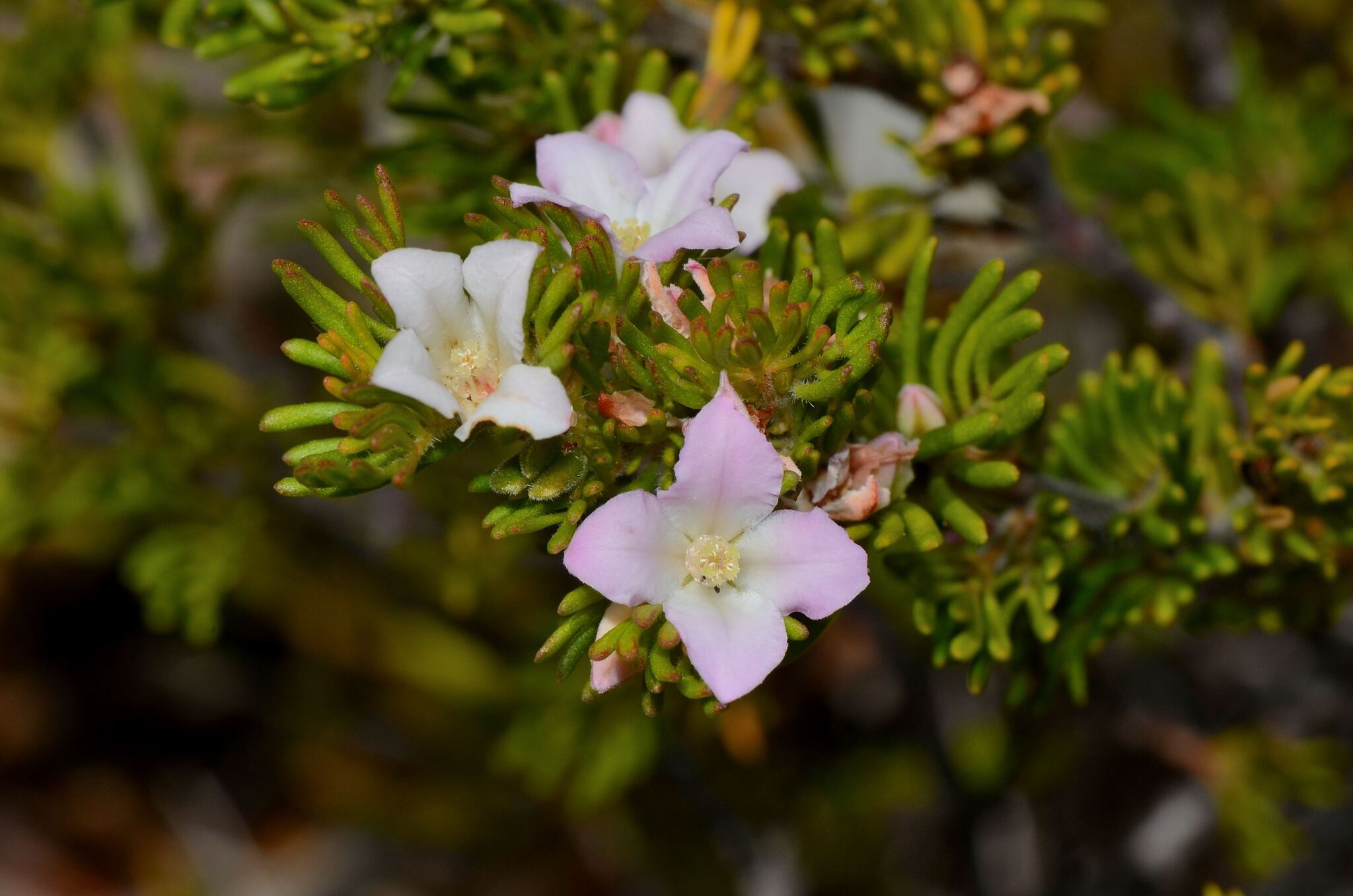 Boronia albiflora