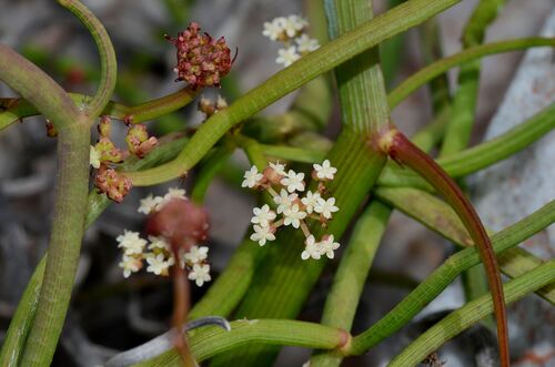 Tapeworm Plant (Platysace compressa)