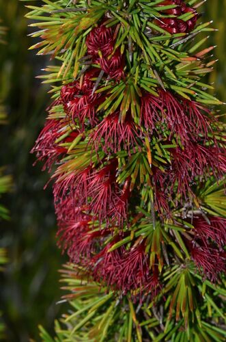 dense clawflower (Melaleuca peucophylla)