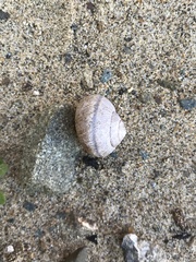 Helminthoglypta nickliniana