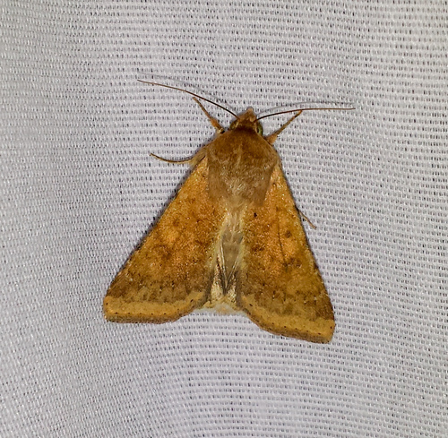 Corn Earworm Moth, photo 4 of 7