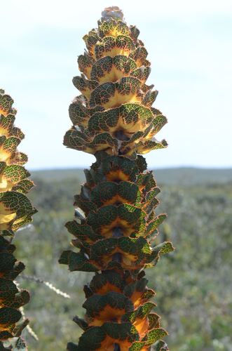 Hakea victoria, photograph 3