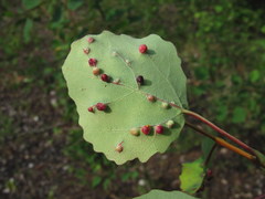 Harmandiola cavernosa