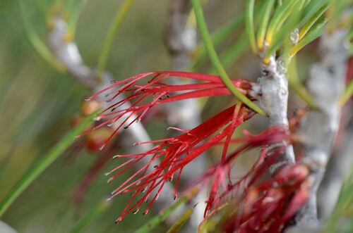 slender net-bush (Melaleuca gracilis)