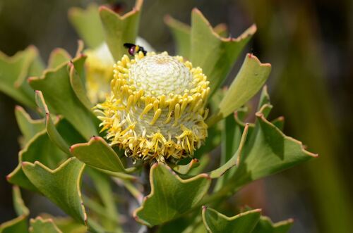 Barrel Coneflower (Isopogon trilobus)