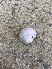 Helminthoglypta nickliniana