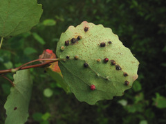 Harmandiola cavernosa