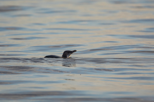 Little Penguin (Eudyptula minor), photo 7