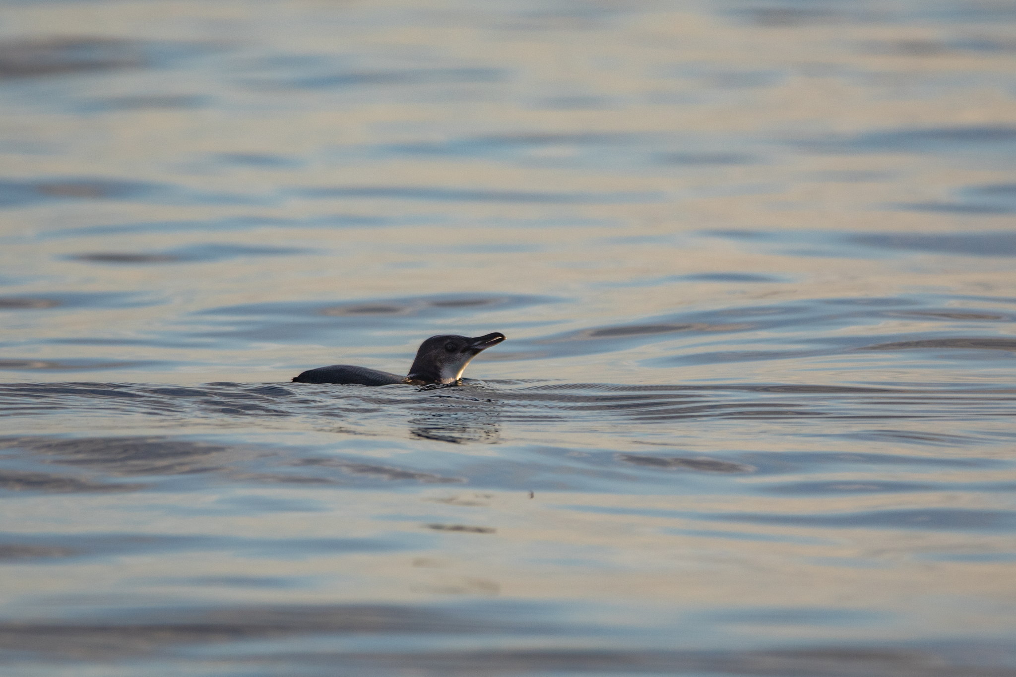 Little Penguin (Eudyptula minor), photo 9