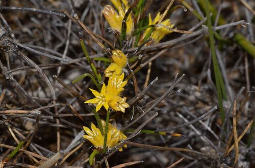 Conostylis vaginata (Conostylis vaginata)