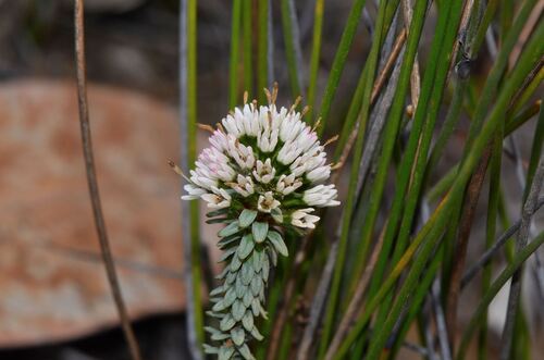 Pom-pom Darwinia (Darwinia vestita)