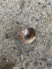 Helminthoglypta nickliniana